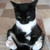:iconmarshmallowkitty: