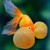 :iconmarshmellowmonkey:
