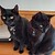 :iconmarsquiek10244: