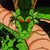 :iconmarsu-95: