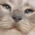 :iconmartisimas: