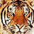 :iconMartz76: