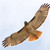 :iconmarybird6: