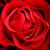 :iconmaryblackpearl: