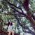 :iconmaryflowerpower: