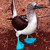 :iconmarzipanmouse: