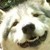 :iconmarzopan: