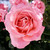 :iconmasabb94: