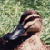 :iconmasakigdm: