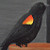 :iconmashiinfactory: