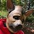 :iconmasked-pup: