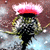 :iconmasonfetzer: