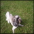 :iconmasqueradewithmusic: