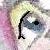 :iconMasqueradia: