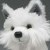 :iconmasseker: