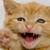 :iconmasshaa:
