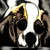 :iconmasterdlg: