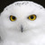 :iconmath555r4: