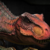 :iconmathewtrex: