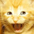 MatrixKitteh :iconmatrixkitteh: