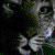 :iconMatt-D-C: