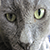 :iconmatt-kenshul85: