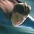 :iconmattbewolf: