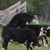 :iconmattox69:
