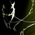 :iconmaurobindo:
