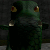 :iconmaurosdragon: