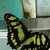 :iconMaus-C: