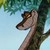 :iconmaxbrony: