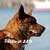 :iconmaxcorp: