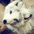 :iconmaxibear: