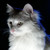 :iconmaxicorvi: