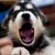 :iconmaxking74: