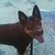 :iconmaxpaws: