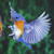 :iconmaxridefan1234: