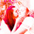 :iconmaya-butterfly: