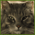 :iconmaya-x: