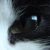 :iconmayathecat: