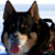 :iconmayday-susi: