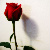 :iconmayeighteenth: