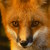 :iconmayfox7: