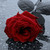 :iconmaynx: