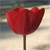 :iconmazaamir: