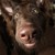 :iconmazarinlovesdogs: