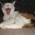 :iconmazey1030: