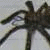 :iconmc-e42a: