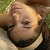 :iconMC1221: